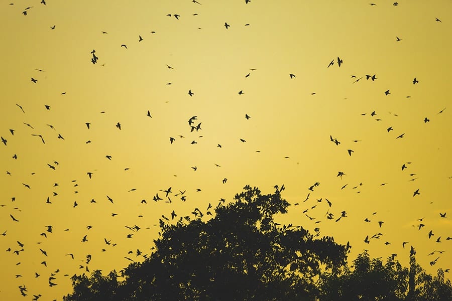 Bird Lovers Unite for the Purple Martin Tour
