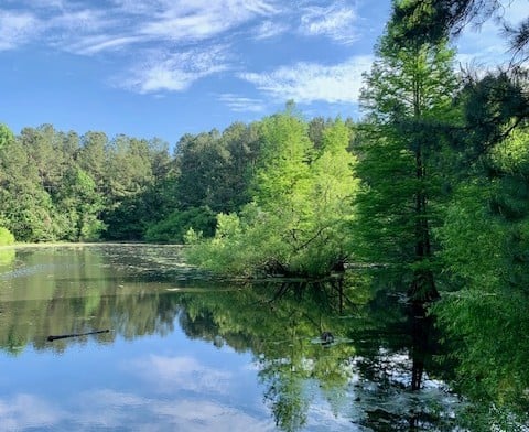 Carolina Bay-resized