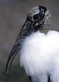 Wood-Stork2